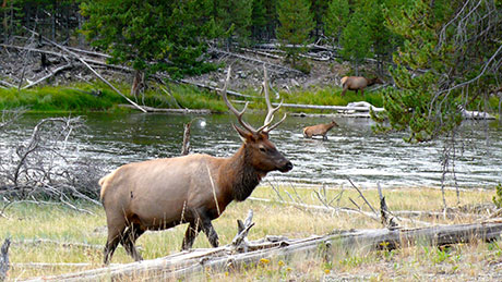 Serene elk out for a mid-day meal. Quiet and beautiful. Yellowstone National Park.